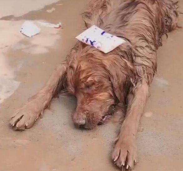 狗狗中暑后体温下降怎么回事,气温多高狗狗中暑怎样抢救