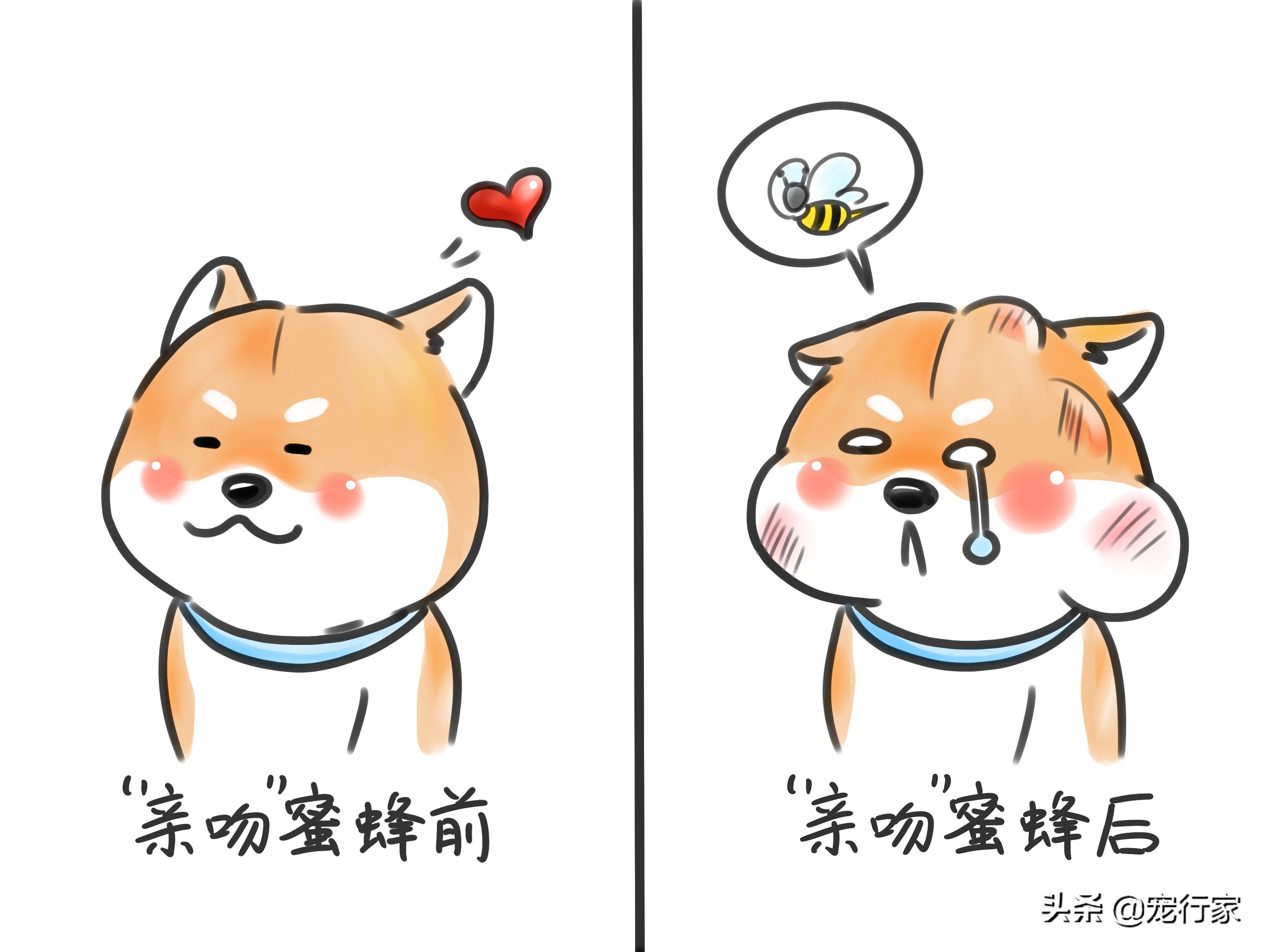 狗被蜜蜂蜇伤怎么办,狗狗被蜜蜂蛰了肿了不精神怎么办