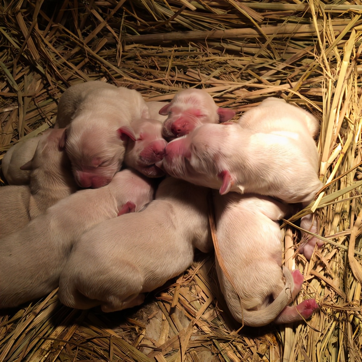 为什么母狗会把狗崽子送出去,为什么母狗会把小狗叼出窝