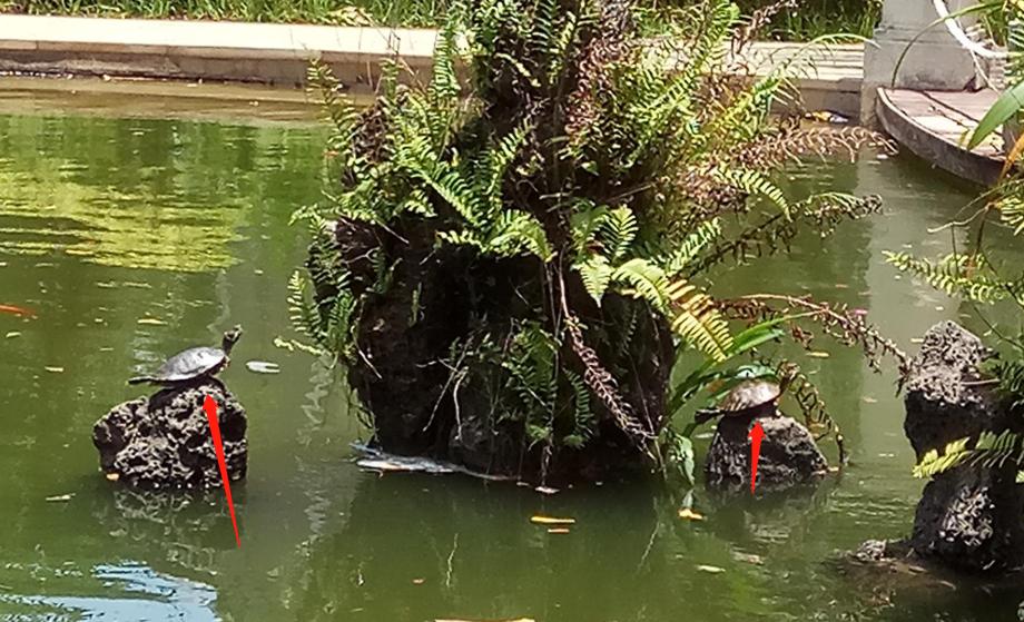 巴西龟泛滥成灾是真的吗,巴西龟是泛滥物种为什么不吃掉它