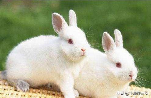 兔子该如何养殖呢,兔子养殖技巧及兔子粪便处理