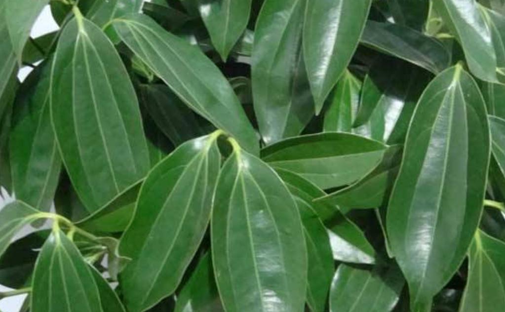 平安树叶子下垂枯萎发蔫怎么办,平安树叶子下垂发蔫干枯怎么办