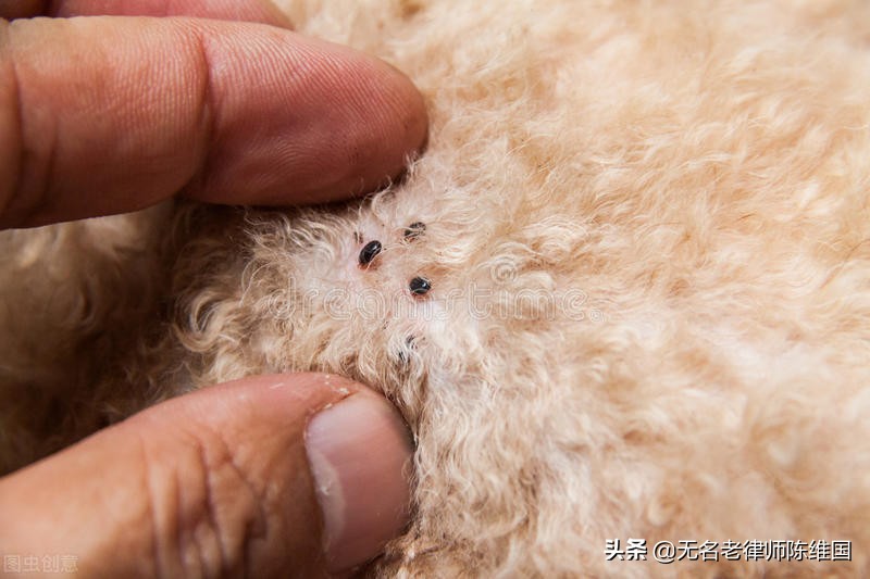 小区草皮允许遛宠物吗,小区里狗跑出去能回来吗