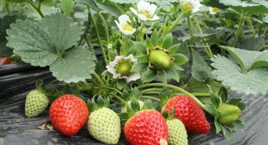 草莓叶子变软变蔫怎么回事,草莓叶子变干是怎么回事