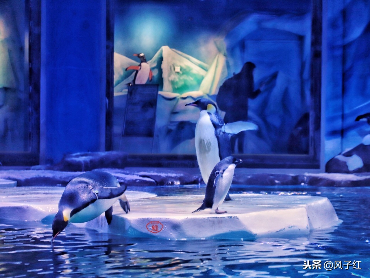 上海新地标丨海昌海洋公园一日游园玩法攻略