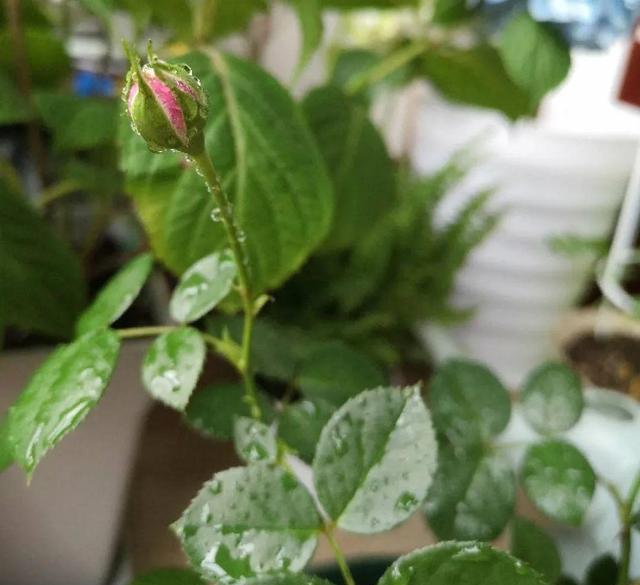 50种过期药品养花不生虫,5种过期的药养花