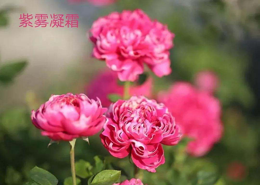 适合做切花的月季品种,十大公认最好切花月季