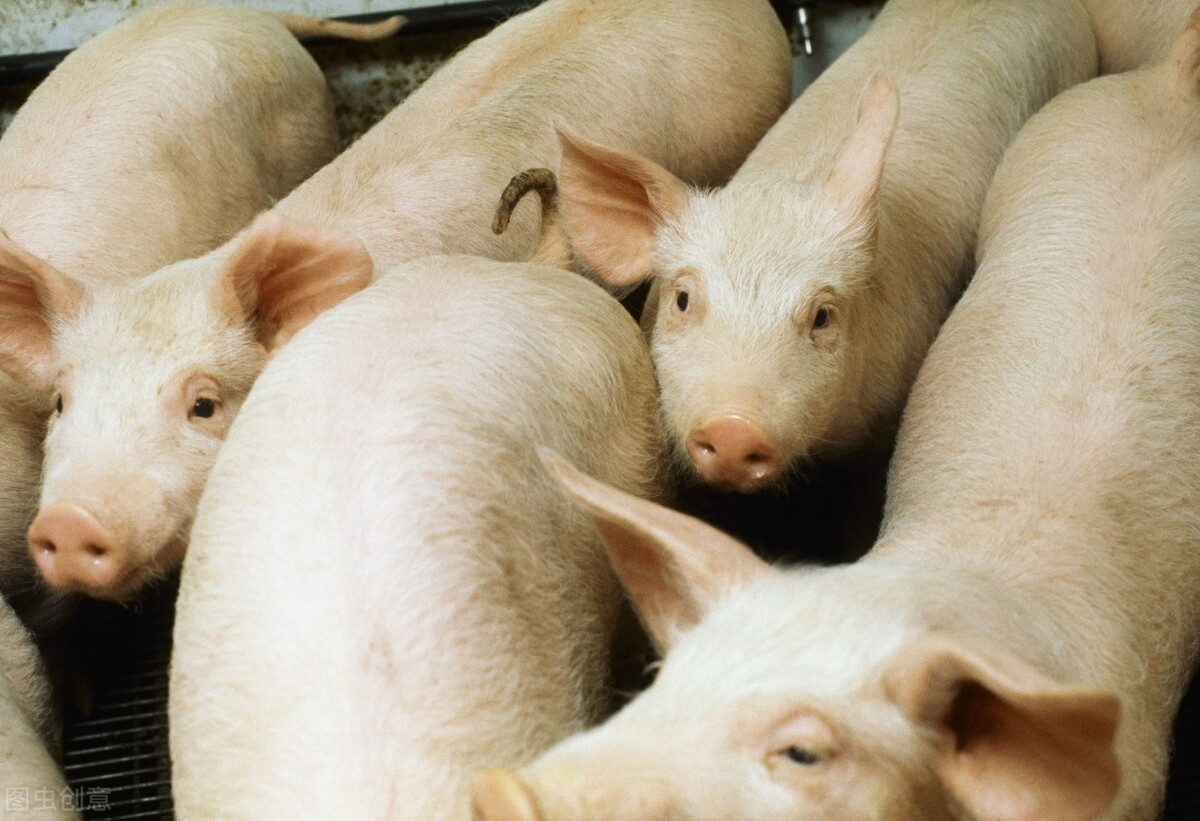 猪价下跌利好哪些上市公司,利好不涨反跌的真相是什么