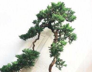 花友真幸运，捡到一棵“奇特”树桩，人称“珍珠地柏”，价值高