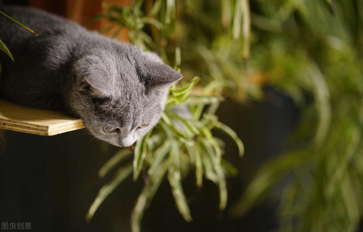 猫咪发情怎么办,母猫发了情不管它可以吗