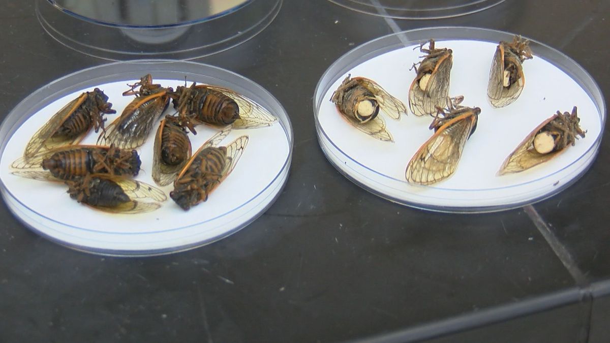 真菌为什么能控制昆虫大脑,真菌控制昆虫尸体