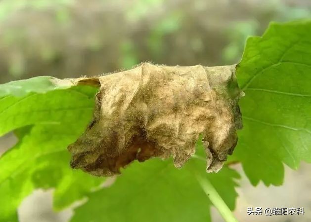 葡萄霜霉病流行的主要环境条件是,葡萄霜霉病最短间隔几天打一次药