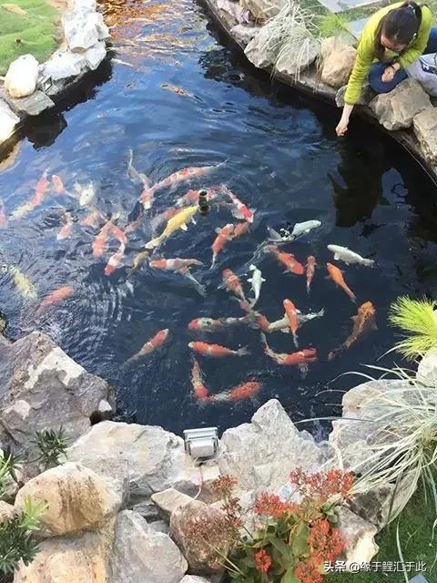 锦鲤和锦鲫的鱼病防治,如何治疗锦鲤尾巴长白疙瘩