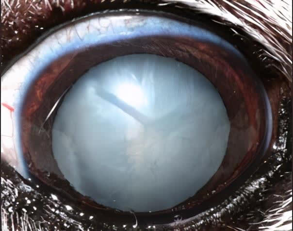 狗狗糖尿病痛苦吗,狗狗糖尿病晚期会不会很痛苦