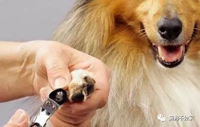 狗狗指甲断了流血怎么办,狗狗指甲血线过长怎么办