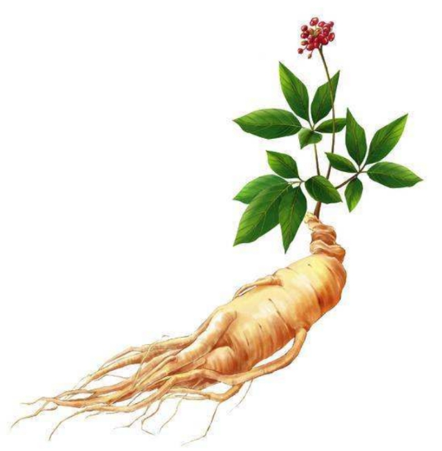 伤寒论里面的人参是什么人参,八珍汤里的人参是什么参