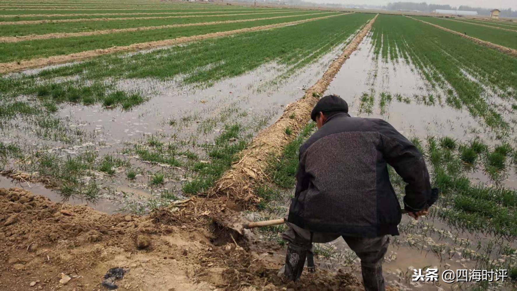 小麦浇地时间表,什么情况下小麦该浇地了