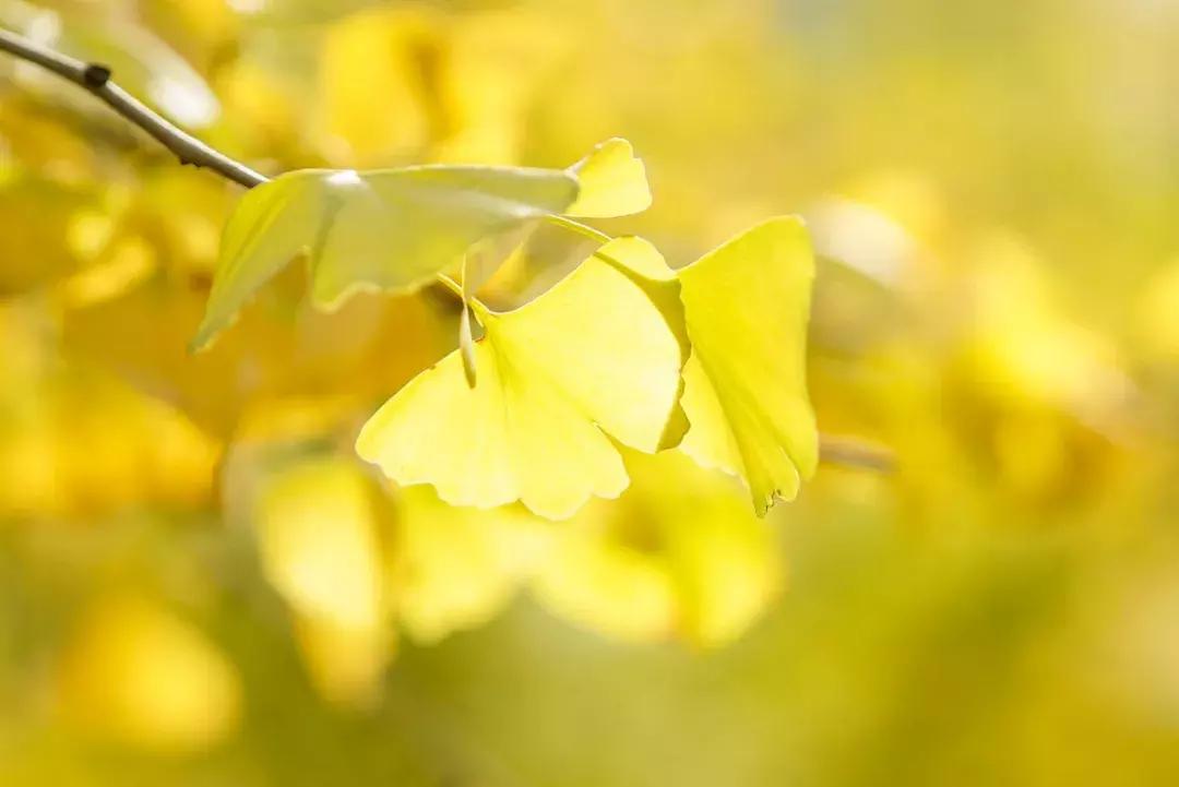 世上只有一个汉阳|1万元旅游大奖寻找最YANG的人