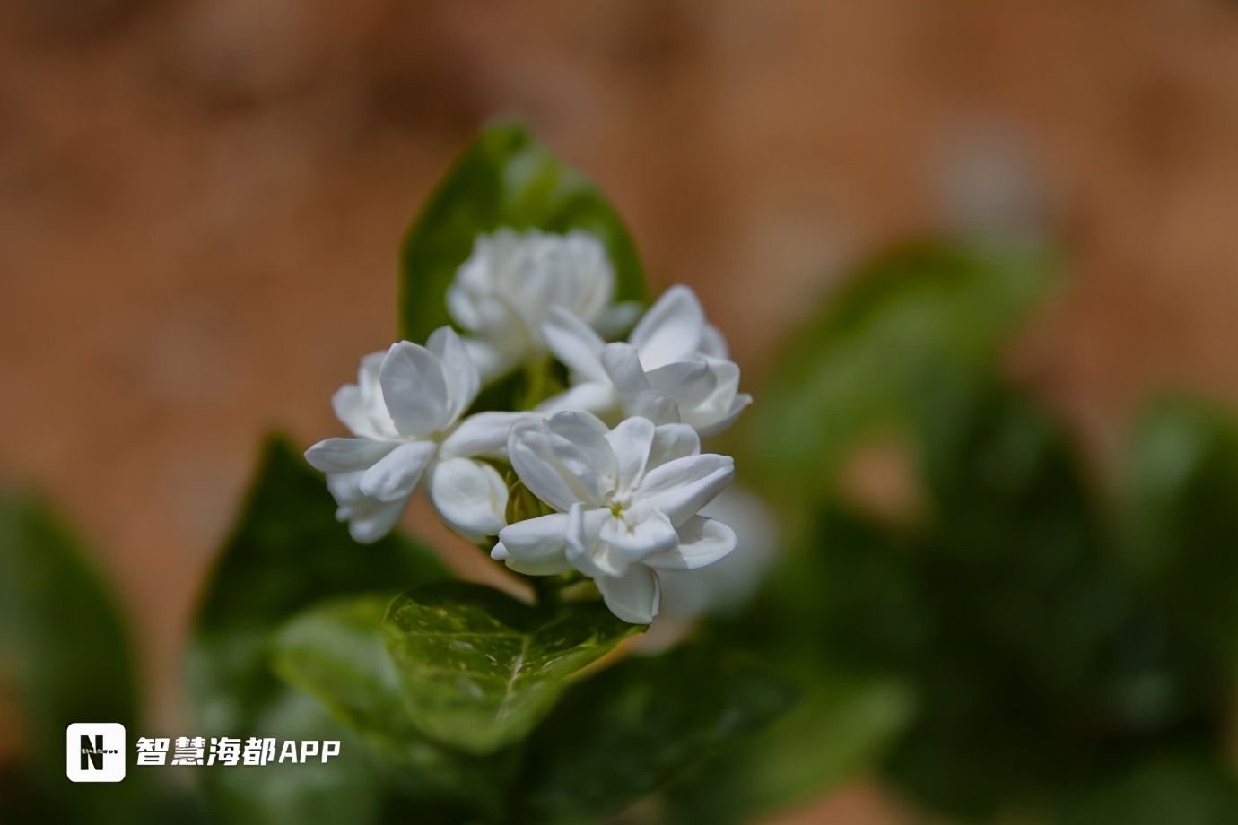 茉莉花怎么耐晒,一年开花300天养不死的花