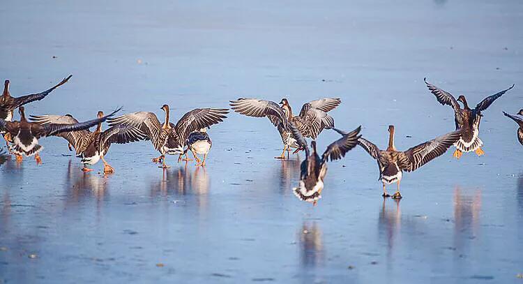 大雁属于杂食性的水禽,大雁最大品种
