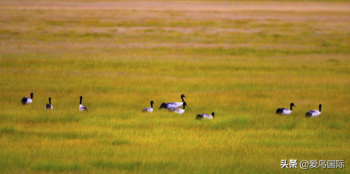 观鸟大年作品集,观鸟大年完整版