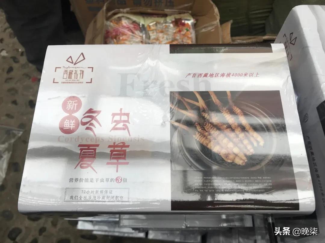 揭秘青藏高原挖虫草,探秘藏民挖虫草