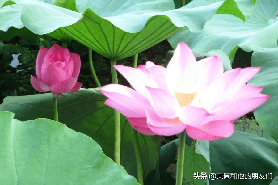 绉夊懆,绉夊懆鍜屼粬鐨勬湅鍙嬩滑