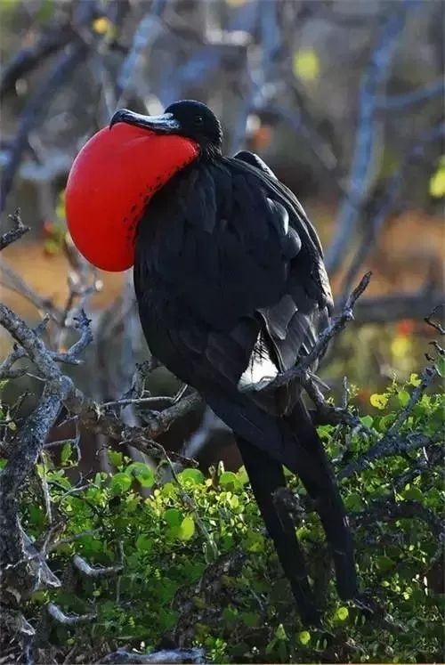 风雨飘摇话网易《网海风云》——讲述互联网昨天的故事之七