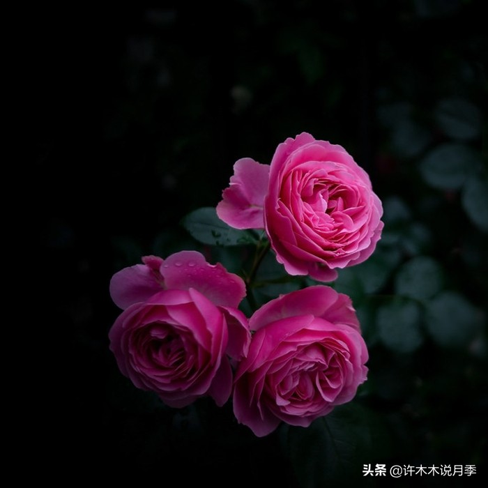 前一段时间买的月季不开花怎么办,月季不开花怎么区分开花颜色