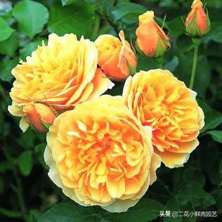 鍥壓鑺卞崏绉嶆鐭ヨ瘑鍏ラ棬,鑺卞崏鍥壓濡備綍鍏ラ棬