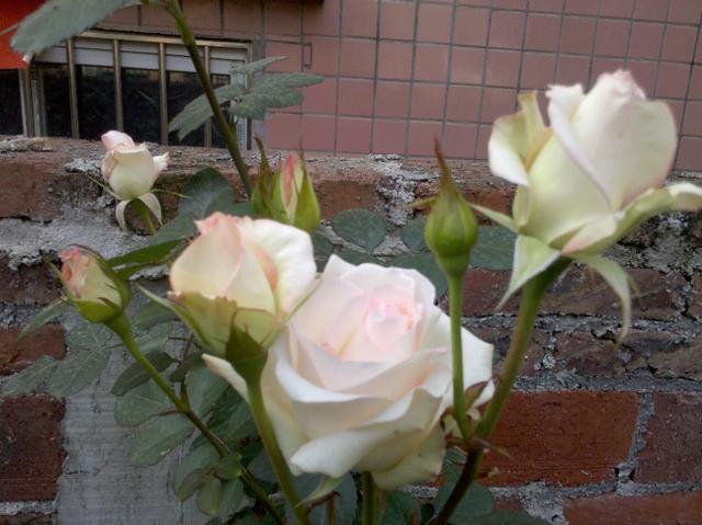 乡村小院改造老房子,乡村小院花园