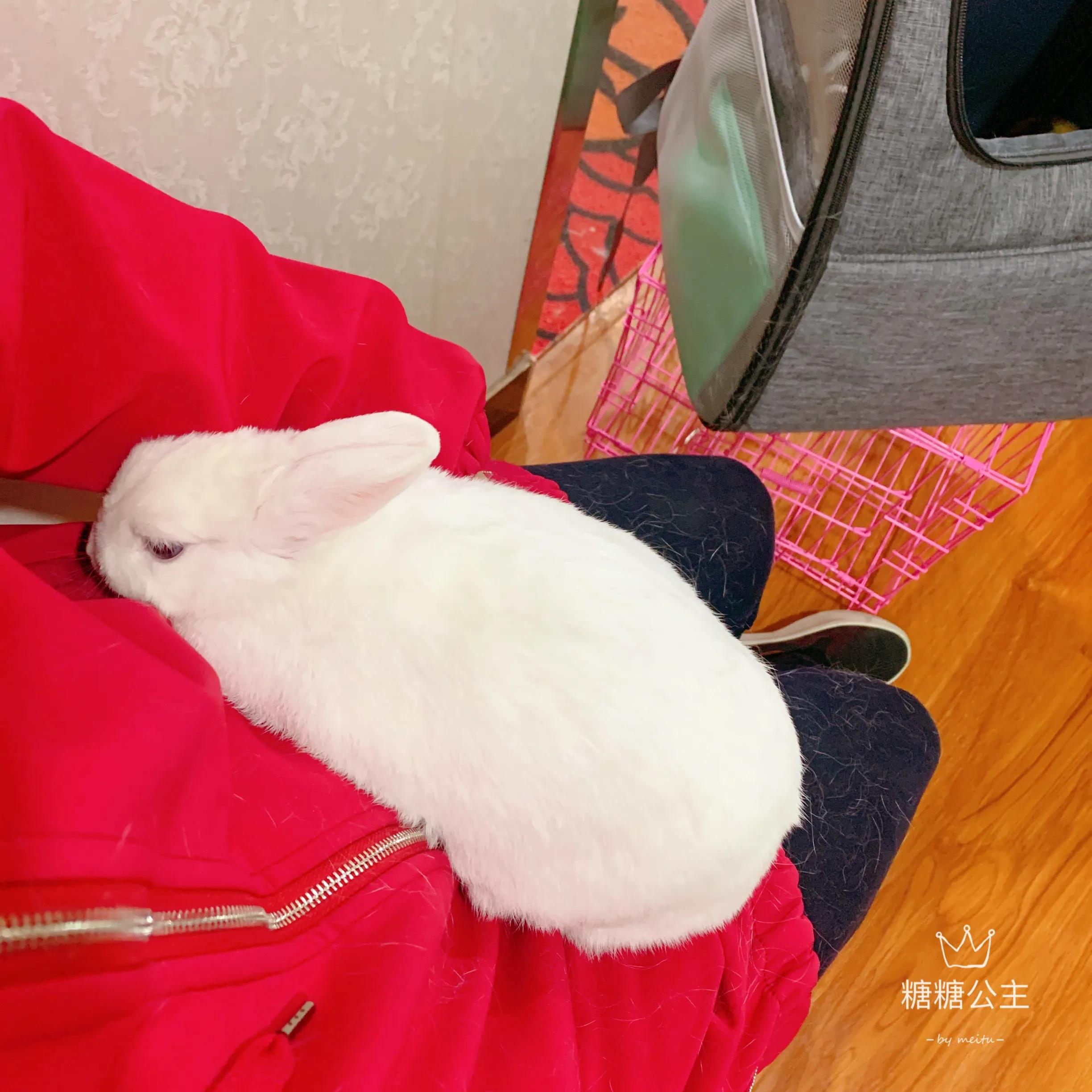 兔子积食胀气怎么办快速解决方法,兔子积食胀气用什么药