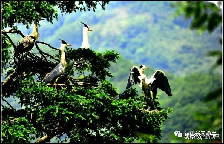 镇巴最美四月天——碾子