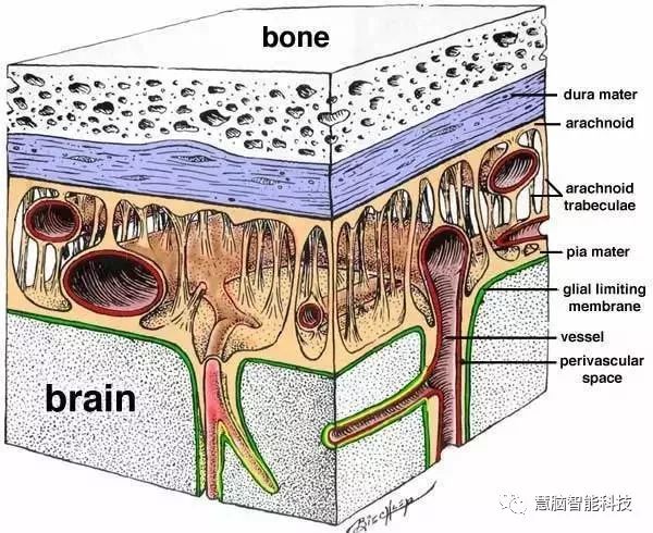 大脑工作原理,一张图看懂人类大脑工作原理