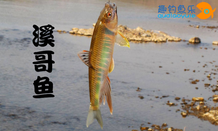 溪流钓鱼最佳钓法,路亚溪流钓白条鱼的技巧