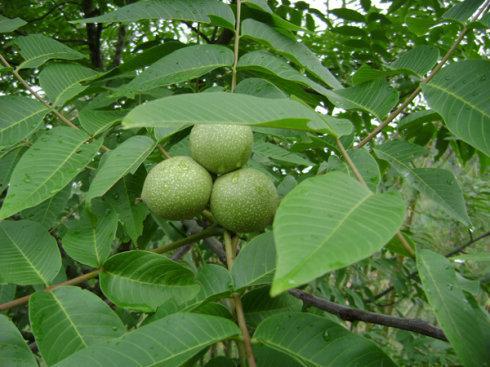 磁山文化核桃,走进磁山文化博物馆