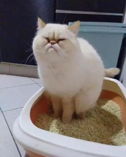 猫咪拉稀怎么办还伴有血,猫咪拉稀怎么办最快的解决方法