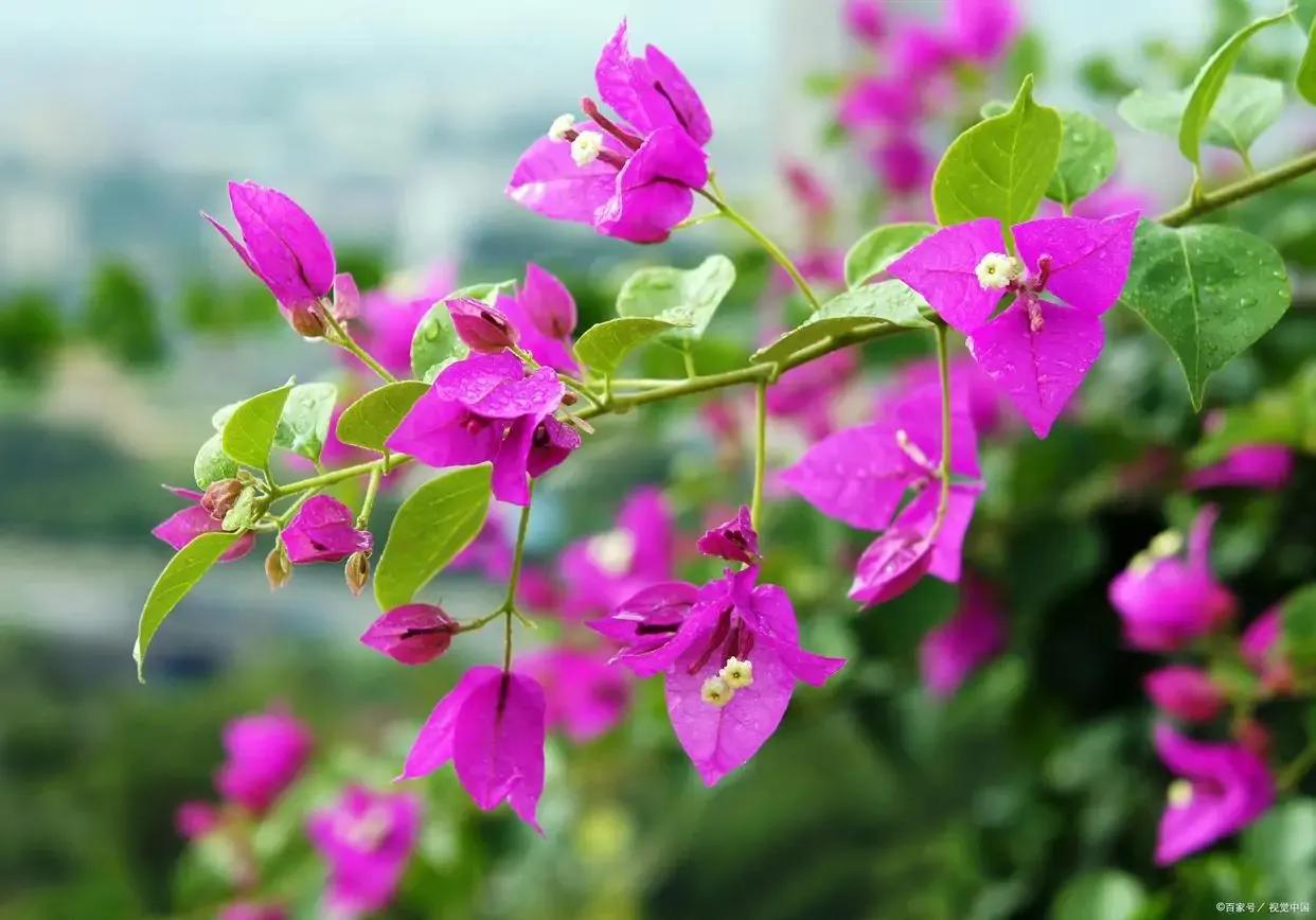 养三角梅寓意不好吗,养三角梅配什么花好看