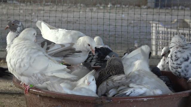 乳鸽喂什么可以提高成活率,乳鸽怎么提高成活率