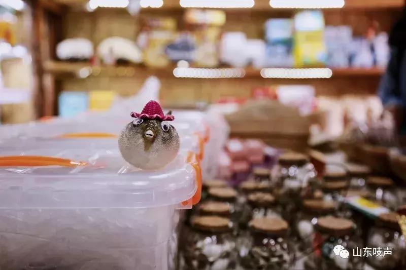 东楮岛海草房全景,东楮岛渔村海草房介绍