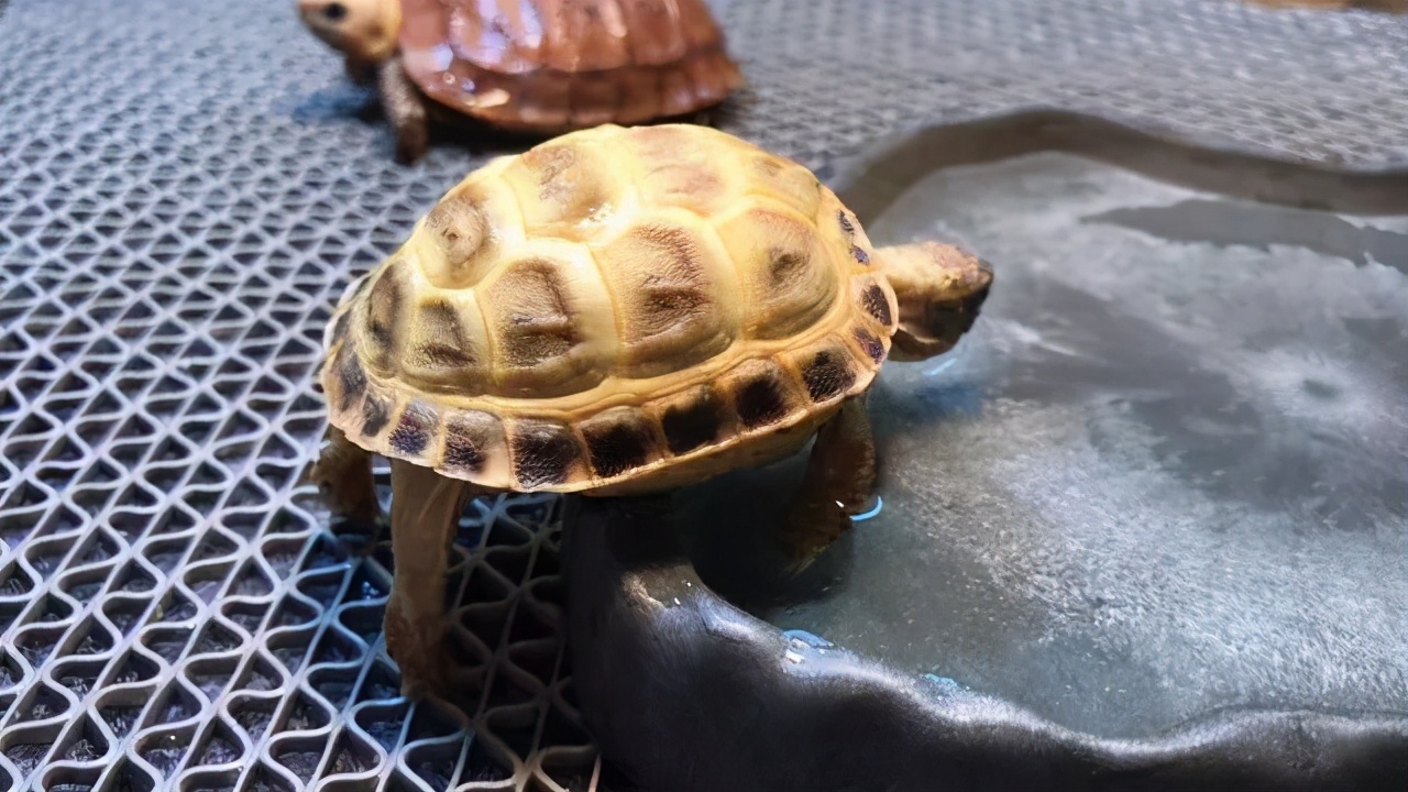 龟类纪录片,龟类图片