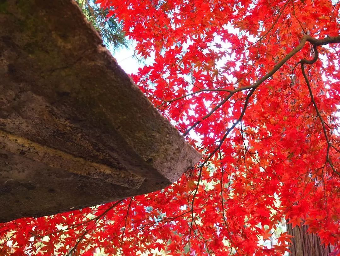 做个‘追枫少女’领略红叶之美！