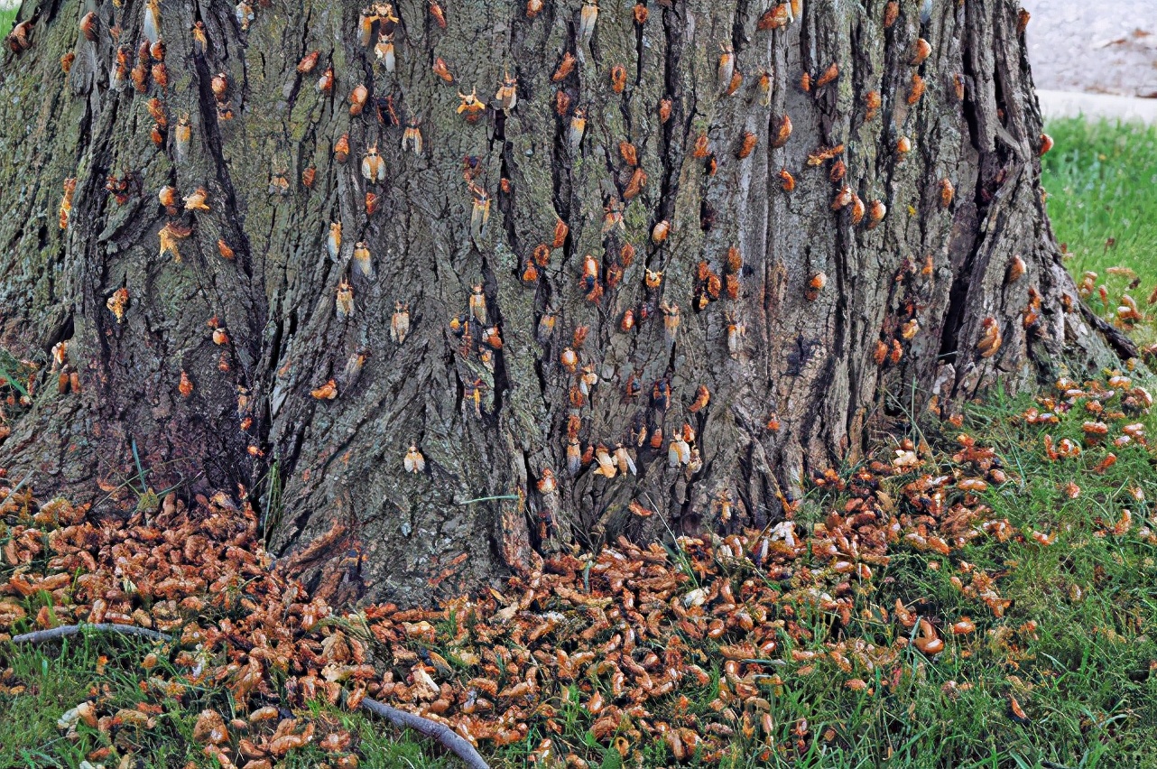十七年蝉和普通蝉可以繁殖吗,17年出现一次的蝉