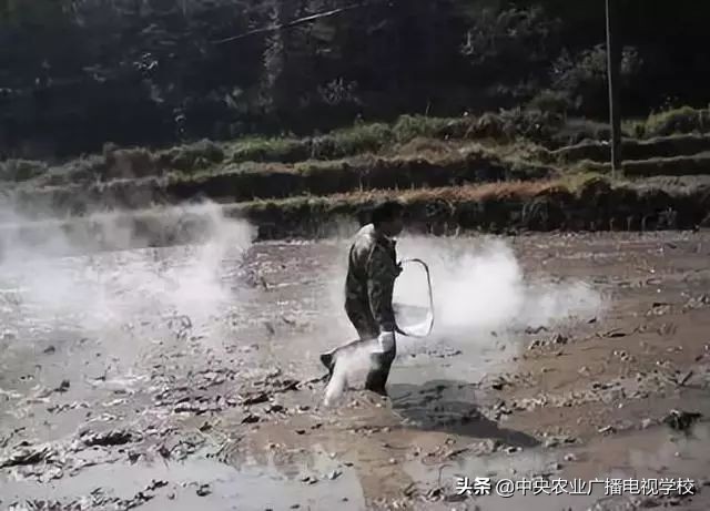 土传病害一招搞定,生石灰土壤杀菌每亩用多少斤