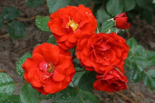 月季怎么种植教程,月季怎么种长得好