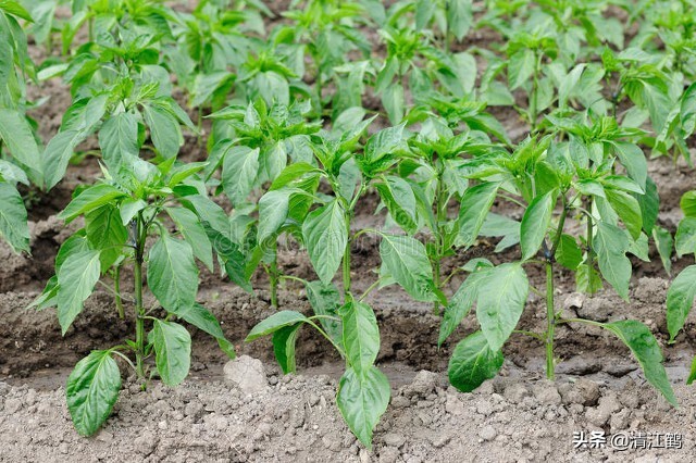 辣椒水喝了有好处吗,辣椒吃多了喝苏打水