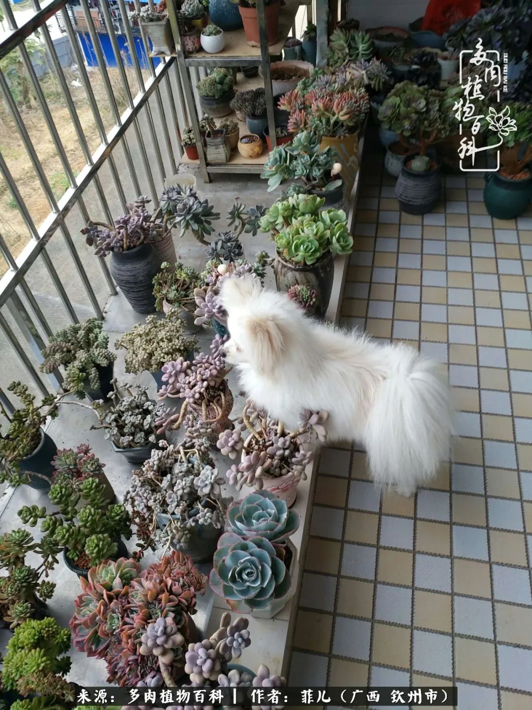 多肉相伴的感悟,与多肉为伴的时光真的很美好