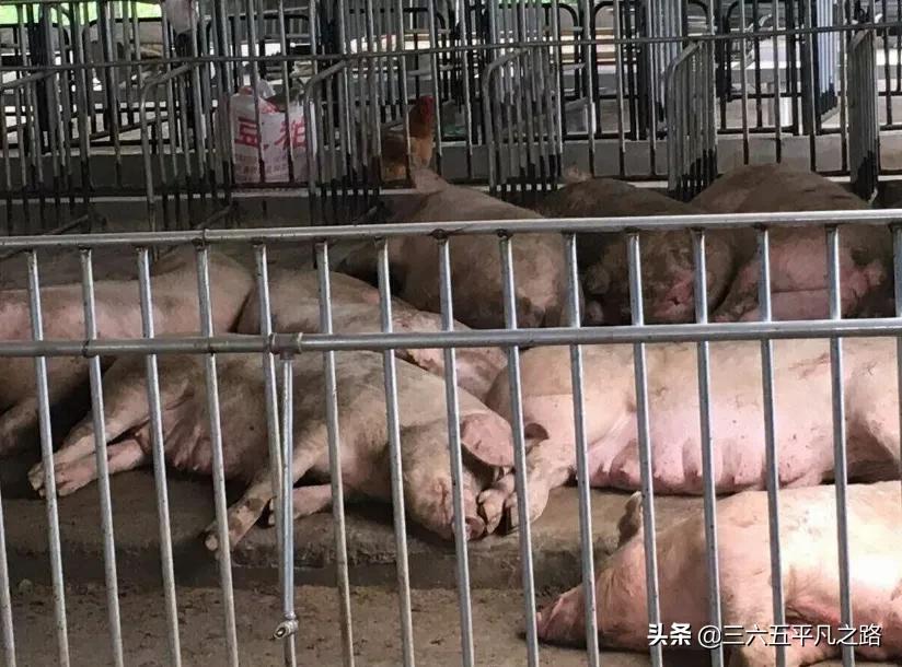 飞天猪2019年,飞天猪最新新闻