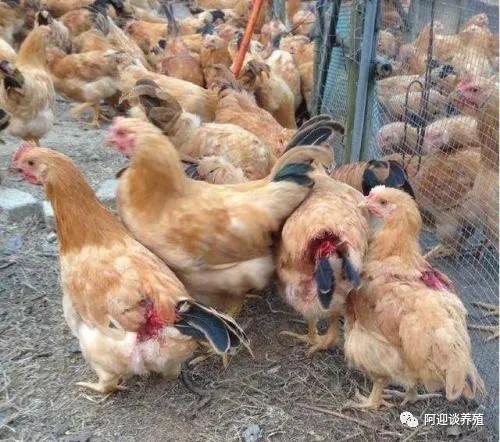 鸡啄羽吃什么药，明白真正啄羽的原因才是关键
