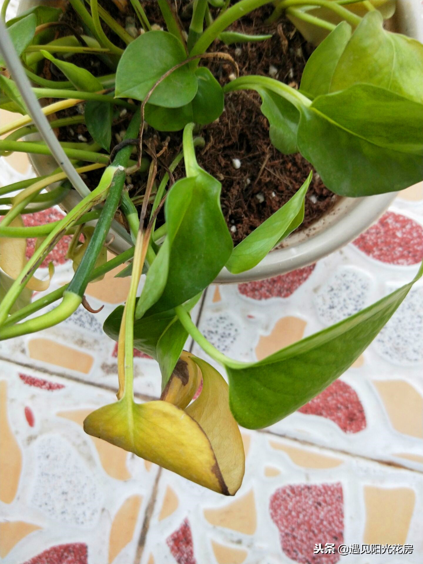 水培绿萝的叶子为什么卷曲不舒展,绿萝新长出来的叶子为什么卷曲